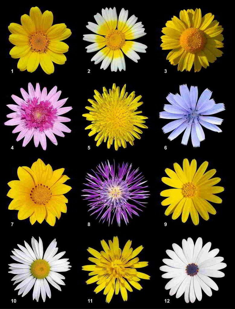 Bachblüten, jetzt auch in der Sonderklasse