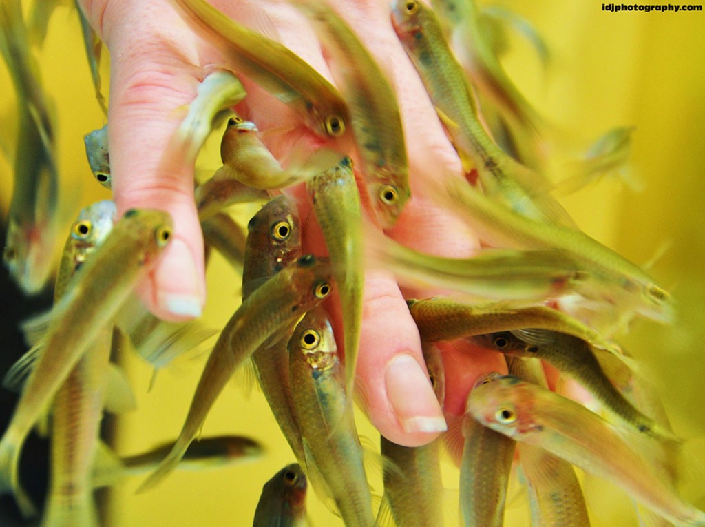 Putzerfisch Garra Rufa heilt die Haut