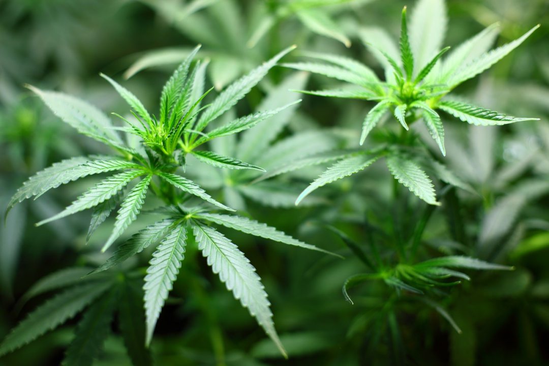 medizinisches-cannabis-die-pros-und-contras-healthexperts-net